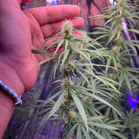Preenseeds 2 geração  growlog timeline photo