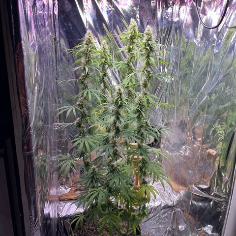 Preenseeds 2 geração  growlog timeline photo
