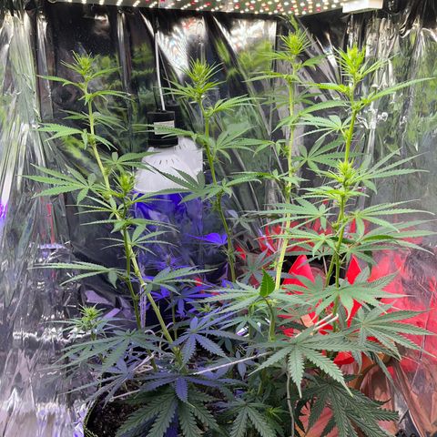 Preenseeds 2 geração  growlog timeline photo