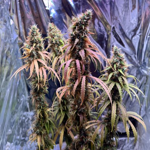 Preenseeds 2 geração  growlog timeline photo