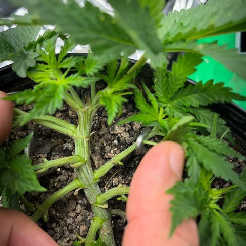 Preenseeds 2 geração  growlog timeline photo