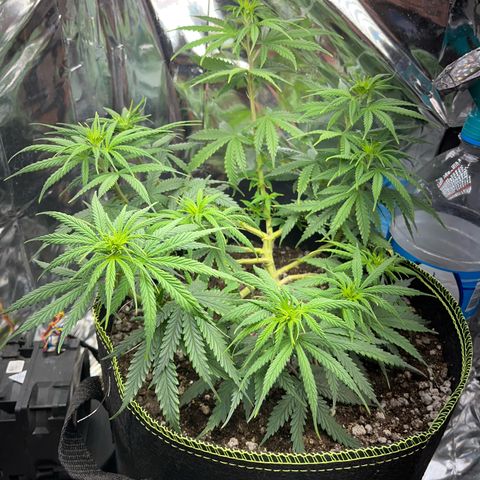Preenseeds 2 geração  growlog timeline photo