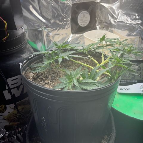Preenseeds 2 geração  growlog timeline photo