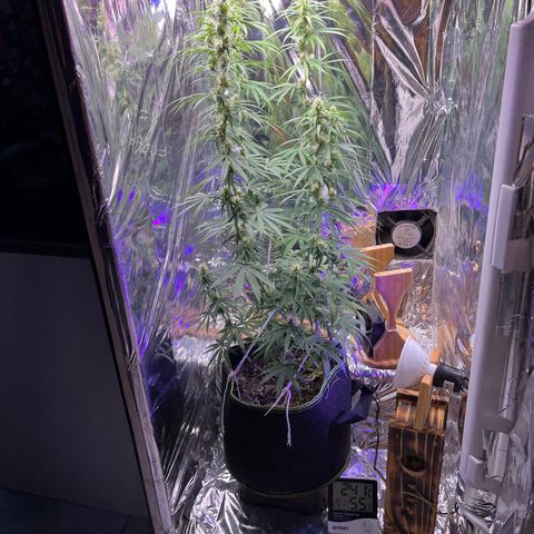 Preenseeds 2 geração  growlog timeline photo