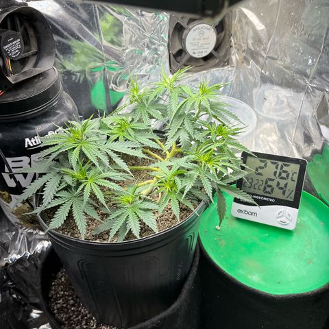 Preenseeds 2 geração  growlog timeline photo