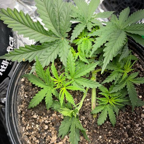 Preenseeds 2 geração  growlog timeline photo