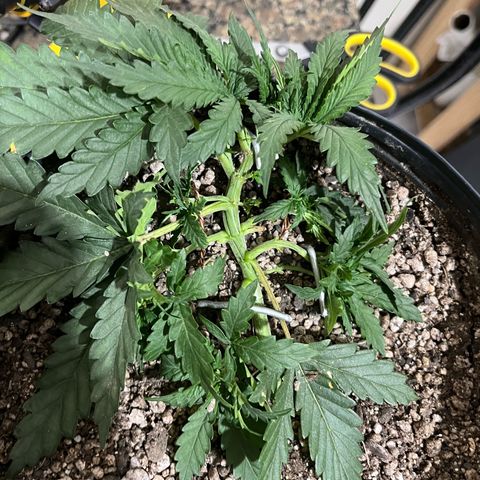 Preenseeds 2 geração  growlog timeline photo