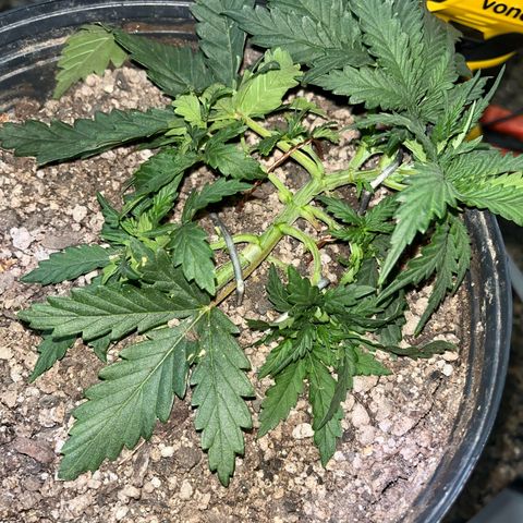 Preenseeds 2 geração  growlog timeline photo