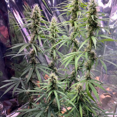 Preenseeds 2 geração  growlog timeline photo