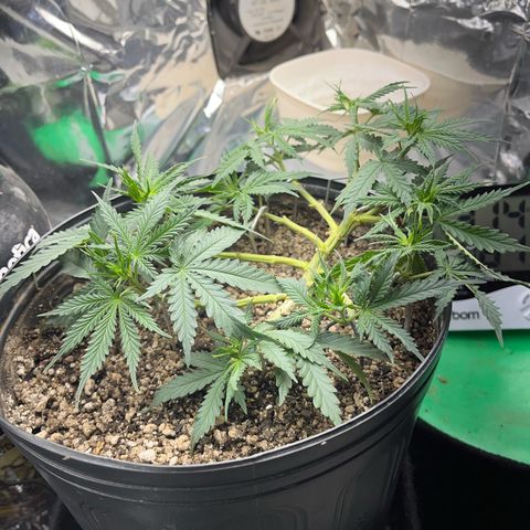 Preenseeds 2 geração  growlog timeline photo