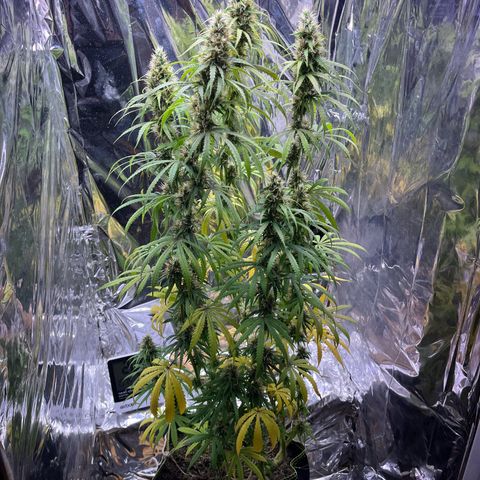Preenseeds 2 geração  growlog timeline photo