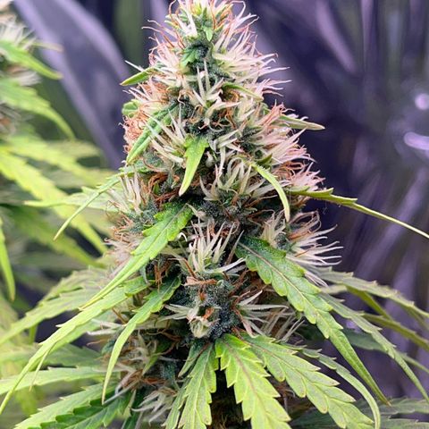 Preenseeds 2 geração  growlog timeline photo