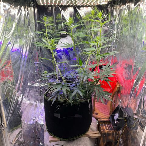 Preenseeds 2 geração  growlog timeline photo