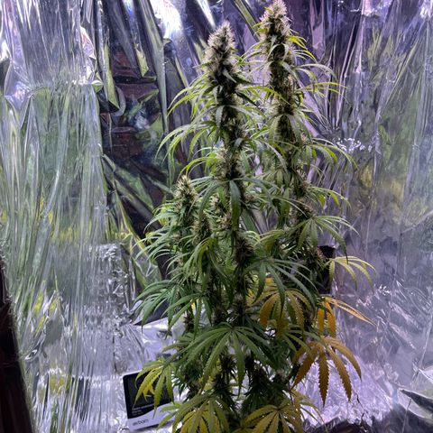 Preenseeds 2 geração  growlog timeline photo