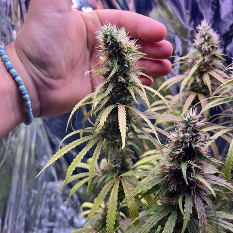 Preenseeds 2 geração  growlog timeline photo