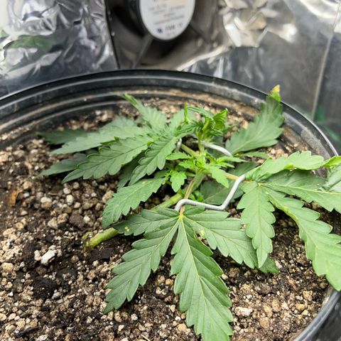 Preenseeds 2 geração  growlog timeline photo
