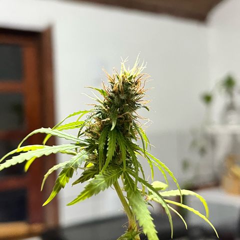 Preenseeds 2 geração  growlog timeline photo