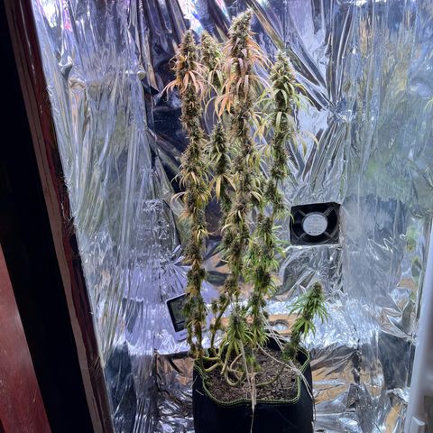 Preenseeds 2 geração  growlog timeline photo