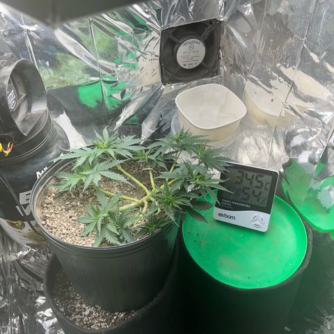 Preenseeds 2 geração  growlog timeline photo