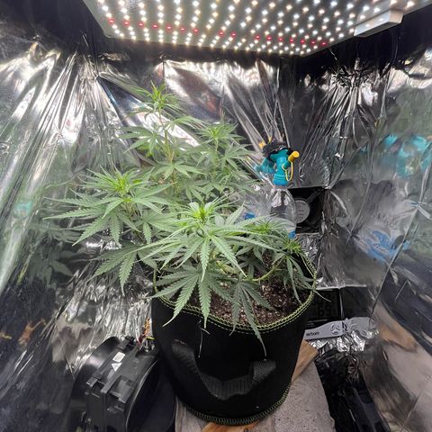 Preenseeds 2 geração  growlog timeline photo
