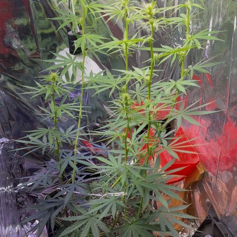 Preenseeds 2 geração  growlog timeline photo
