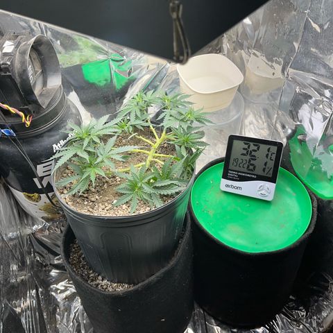 Preenseeds 2 geração  growlog timeline photo