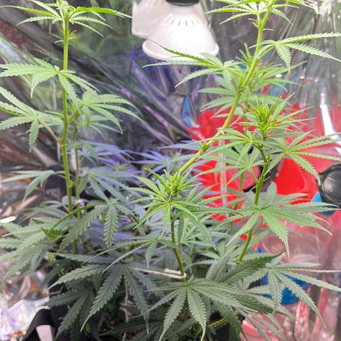 Preenseeds 2 geração  growlog timeline photo