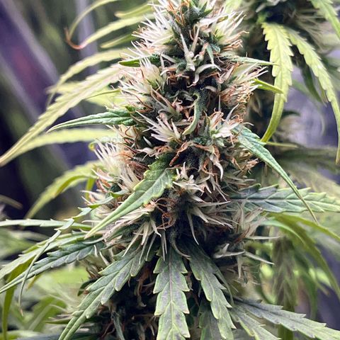 Preenseeds 2 geração  growlog timeline photo