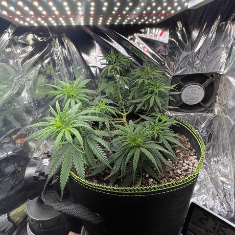 Preenseeds 2 geração  growlog timeline photo