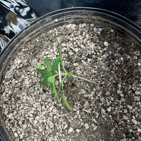 Preenseeds 2 geração  growlog timeline photo