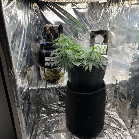 Preenseeds 2 geração  growlog timeline photo