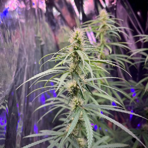Preenseeds 2 geração  growlog timeline photo