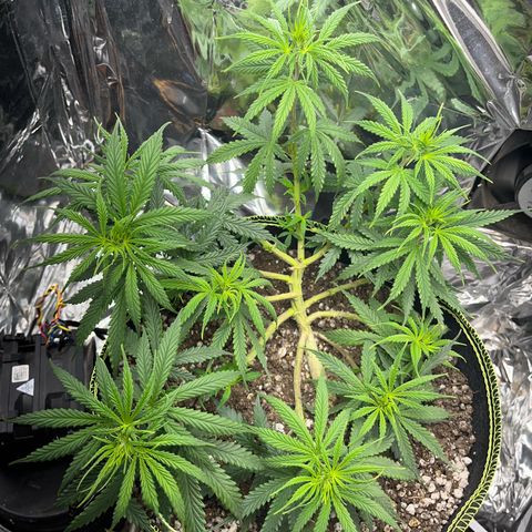 Preenseeds 2 geração  growlog timeline photo
