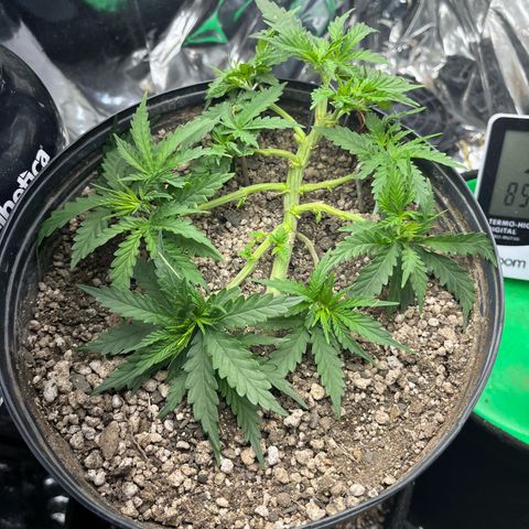 Preenseeds 2 geração  growlog timeline photo