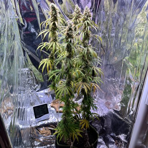 Preenseeds 2 geração  growlog timeline photo