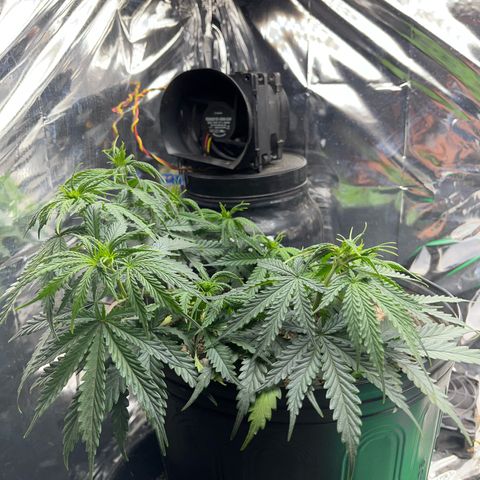 Preenseeds 2 geração  growlog timeline photo