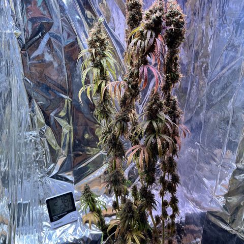 Preenseeds 2 geração  growlog timeline photo
