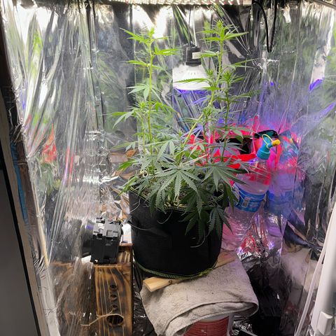 Preenseeds 2 geração  growlog timeline photo