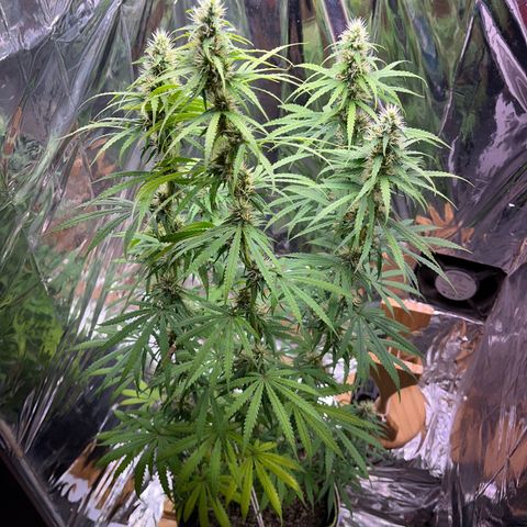 Preenseeds 2 geração  growlog timeline photo