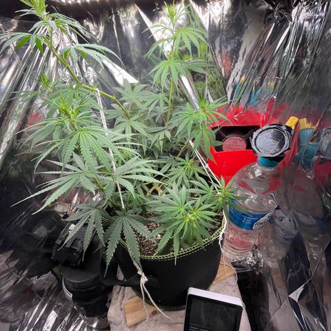 Preenseeds 2 geração  growlog timeline photo