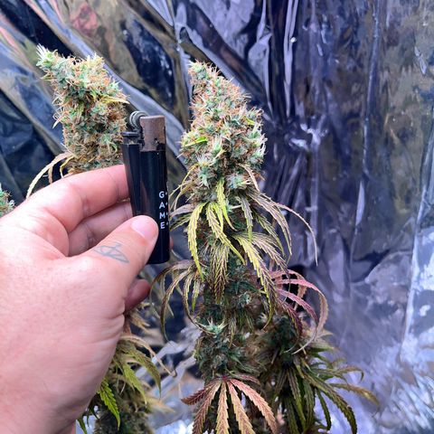 Preenseeds 2 geração  growlog timeline photo