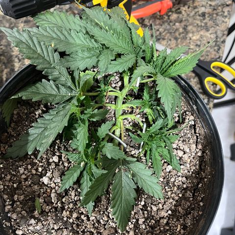 Preenseeds 2 geração  growlog timeline photo