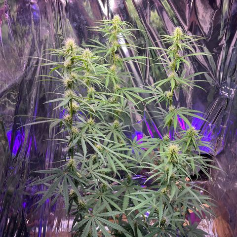 Preenseeds 2 geração  growlog timeline photo