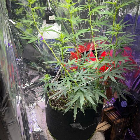 Preenseeds 2 geração  growlog timeline photo