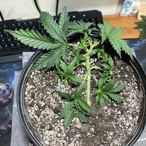 Preenseeds 2 geração  growlog timeline photo
