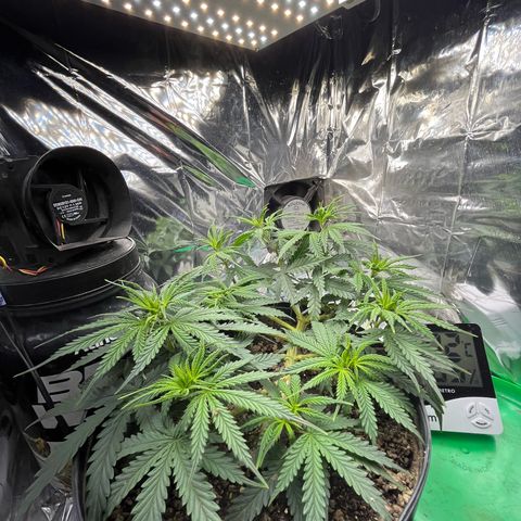 Preenseeds 2 geração  growlog timeline photo
