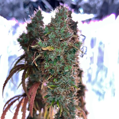 Preenseeds 2 geração  growlog timeline photo