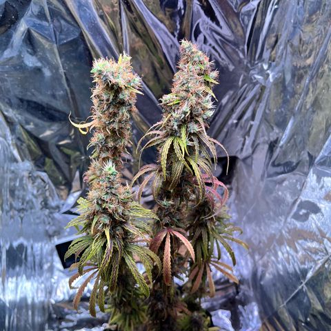 Preenseeds 2 geração  growlog timeline photo