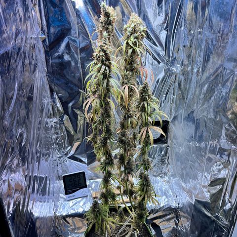 Preenseeds 2 geração  growlog timeline photo