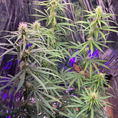 Preenseeds 2 geração  growlog timeline photo